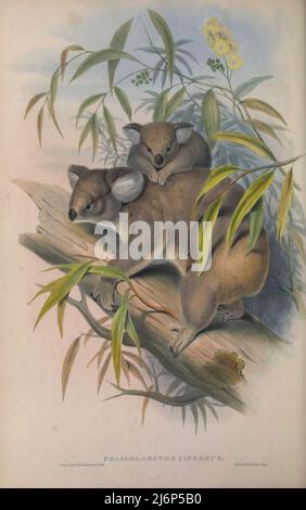 Der Koala- oder, ungenau, Koalabär (Phascolarctos cinereus) ist ein in Australien heimischer arborealer pflanzenfresser Beuteltier. Natural History Artwork aus dem Buch "The Mammals of Australia" von John Gould, 1804-1881 Erscheinungsdatum 1863 Verlag London, gedruckt von Taylor und Francis, Pub. Vom Autor Band 1 (1863) Stockfoto