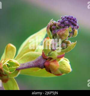 Junge, zarte Fliederknospen im Frühling auf einem Baum. Stockfoto