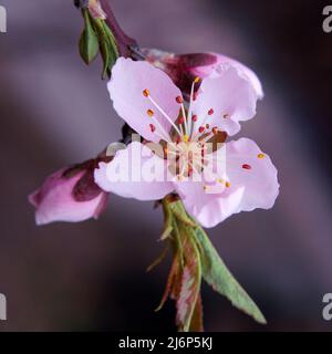 Schöne, zarte Sakura blüht im Frühling auf einem Baum. Stockfoto