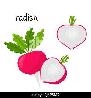 Roher Rettich mit Spitzen. Ganz und halb im Querschnitt. Gemüse, Wurzelgemüse, Zutat, Lebensmittelverpackung Design-Element, Rezepte, Menü. Isoliertes o Stock Vektor