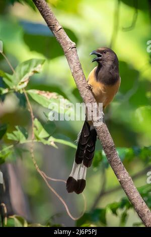 Bild von Rufous Treepie ( Dendrocitta vagabunda) auf dem Baumzweig auf Naturhintergrund. Vogel. Tiere. Stockfoto