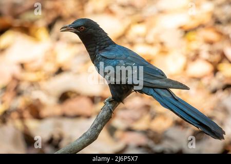 Bild eines männlichen asiatischen Koelvogels (Eudynamys scolopaceus) auf einem Baumzweig auf Naturhintergrund. Tiere. Stockfoto