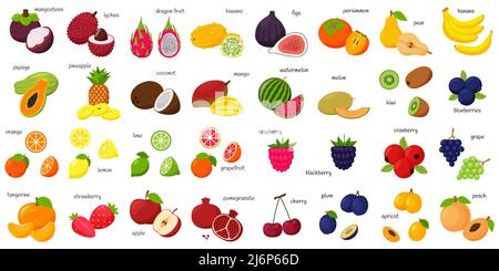 Ein großer Satz tropischer, exotischer Zitrusfrüchte mit Namen. Symbole für Früchte und Beeren. Ganze Früchte, halb geschnitten und in Scheiben geschnitten. Riesige Sammlung.Flat . Farbe vecto Stock Vektor