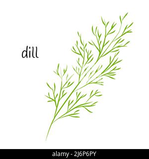 Ein Zweig Dill, Grüns für Salat. Zutat, ein Element für die Gestaltung von Lebensmittelverpackungen, Rezepten und Menüs. Isoliert auf einem weißen Hintergrundvektor Stock Vektor