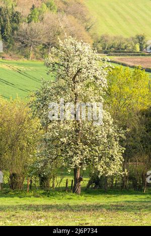 Birnbaum in Blüte auf einem Naturschutzgebiet in der Landschaft von Herefordshire in Großbritannien. April 2022 Stockfoto