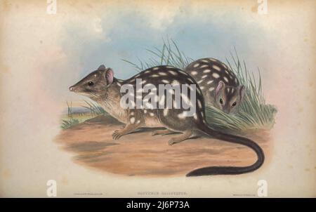 Die nördliche Quoll (Dasyurus hallucatus), auch bekannt als die nördliche einheimische Katze, die nordaustralische einheimische Katze oder der Satanellus ist eine fleischfressende Beutelkatze, die in Australien beheimatet ist.Naturhistorisches Kunstwerk aus dem Buch „The Mammals of Australia“ von John Gould, 1804-1881 Erscheinungsdatum 1863 Herausgeber London, Gedruckt von Taylor und Francis, Pub. Des Autors Band 1 (1863) Stockfoto