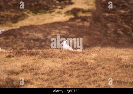 Berghase (Lepus timidus), auch bekannt als Blauer Hase, Cairngorms National Park Perthshire Schottland Großbritannien. März 2022 Stockfoto