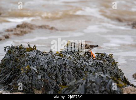 Turnstone (Arenaria interpres) auf der Nahrungssuche durch Bladderrack-Algen nach Insekten und Krebstieren, Walton auf der Naze Essex England. Februar 2022. Stockfoto