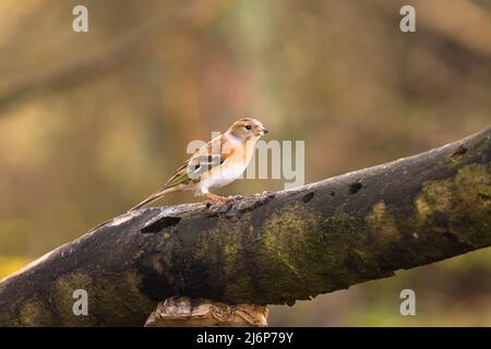 Weibliches Brambling (Fringilla montifringilla), das auf einem Ast thront. Perthshire, Schottland, Großbritannien. März 2022. Stockfoto