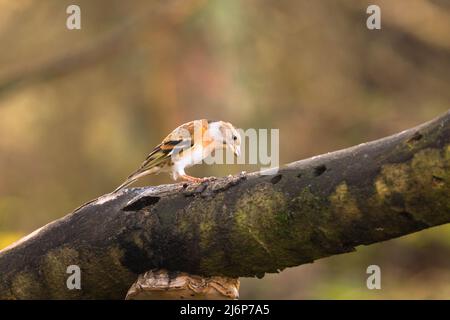 Weibliches Brambling (Fringilla montifringilla), das auf einem Ast thront. Perthshire, Schottland, Großbritannien. März 2022. Stockfoto