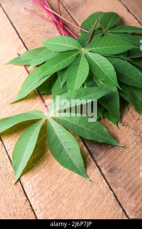 Cassava- oder Manihot-Pflanzenblätter auf einer hölzernen Tischplatte, auch bekannt als Maniok, Yuca oder Brazillian-Pfeilwurzel, kalorienreiches Pflanzengrün-Laub Stockfoto