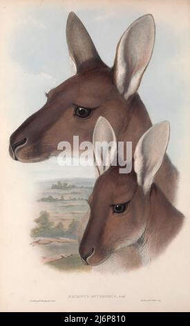 Das westliche graue Känguru (Macropus fuliginosus) [hier als West-Anstralian Great Känguru (Macropus ocydromus)], auch als westliches graues Riesenkänguru, Schwarzgesichtes Känguru, mallee Känguru, Und das rußige Känguru[4] ist ein großes und sehr häufiges Känguru, das fast im gesamten südlichen Teil Australiens, von südlich der Shark Bay über die Küsten Westaustraliens und Südaustraliens bis ins westliche Victoria und im gesamten Murray-Darling-Becken in New South Wales und Queensland, gefunden wird. Naturhistorisches Kunstwerk aus dem Buch „The Mammals of Australia“ von John Gould, 1804-1881 Publica Stockfoto