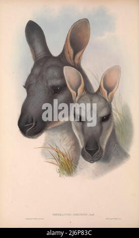 Die gewöhnliche Wallaroo (Osphranter robustus), auch bekannt als der Euro, Hill wallaroo oder einfach wallaroo, ist eine Art von Makropoden. Natural History Artwork aus dem Buch "The Mammals of Australia" von John Gould, 1804-1881 Erscheinungsdatum 1863 Verlag London, gedruckt von Taylor und Francis, Pub. Vom Autor Band 2 (1863) Stockfoto