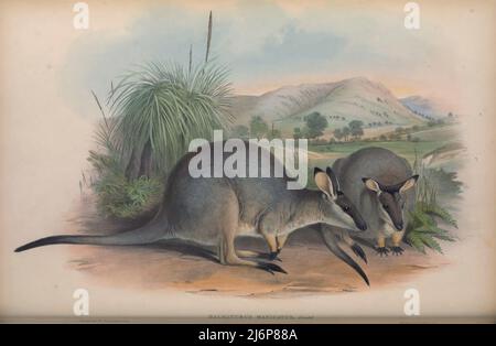 Das Westliche Pinselwallaby (Notamacropus irma hier als Halmaturus manicatus), auch als Schwarzgloved-Wallaby bekannt, ist eine Wallaby-Art, die in der südwestlichen Küstenregion Westaustraliens gefunden wird. Die Hauptbedrohung des Wallabys ist die Ausrottung durch den eingeführten Rotfuchs (Vulpes vulpes). Die IUCN nennt das westliche Bürstenwallaby als geringste Sorge, da es nach wie vor ziemlich weit verbreitet ist und die Bevölkerung als stabil oder ansteigend gilt, als Folge der Rotfuchskontrollprogramme Natural History Artwork aus dem Buch „The Mammals of Australia“ von John Gould, 1804-1881 Veröffentlichungsdatum 1863 Herausgeber Stockfoto