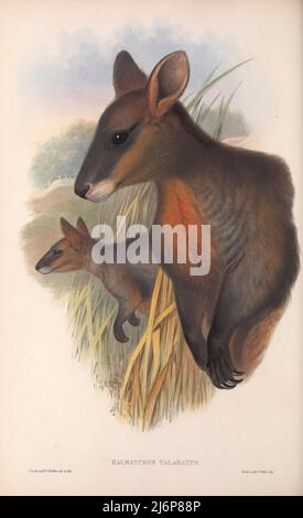 Das Sumpfwallaby (Wallabia bicolor hier als Halmaturus ualabatus) ist ein kleines Makropoden-Beuteltier aus Ostaustralien. Dieses Wallaby ist auch bekannt als das schwarze Wallaby, mit anderen Namen wie Schwarzschwanzwallaby, Farn Wallaby, Black Pademelon, Stinker (in Queensland) und Black Stinker (in New South Wales) aufgrund seines charakteristischen sumpfigen Geruchs. Der Sumpfwallaby ist das einzige lebende Mitglied der Gattung Wallabia. Natural History Artwork aus dem Buch "The Mammals of Australia" von John Gould, 1804-1881 Erscheinungsdatum 1863 Verlag London, gedruckt von Taylor and Francis, pu Stockfoto