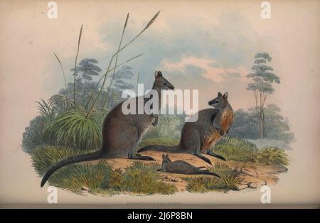 Das Sumpfwallaby (Wallabia bicolor hier als Halmaturus ualabatus) ist ein kleines Makropoden-Beuteltier aus Ostaustralien. Dieses Wallaby ist auch bekannt als das schwarze Wallaby, mit anderen Namen wie Schwarzschwanzwallaby, Farn Wallaby, Black Pademelon, Stinker (in Queensland) und Black Stinker (in New South Wales) aufgrund seines charakteristischen sumpfigen Geruchs. Der Sumpfwallaby ist das einzige lebende Mitglied der Gattung Wallabia. Natural History Artwork aus dem Buch "The Mammals of Australia" von John Gould, 1804-1881 Erscheinungsdatum 1863 Verlag London, gedruckt von Taylor and Francis, pu Stockfoto