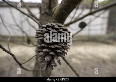 Pinienfrucht Detail, Natur und Umwelt Stockfoto