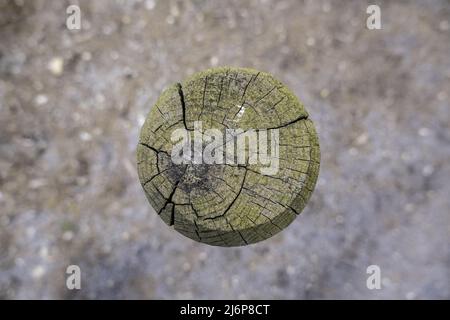 Detail eines Holzstammes, das als Pfosten verwendet wurde Stockfoto