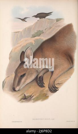 Das wendige Wallaby (Notamacropus agilis hier als Halmaturus agilis), auch als Sandwallaby bekannt, ist eine Wallaby-Art, die in Nordaustralien und Neuguinea vorkommt. Es ist das häufigste Wallaby in Nordaustralien. Das wendige Wallaby ist sandig und wird unten blasser. Es ist manchmal einsam und zu anderen Zeiten gesellig und grast auf Gräsern und anderen Pflanzen. Das agile Wallaby gilt nicht als bedroht. Natural History Artwork aus dem Buch "The Mammals of Australia" von John Gould, 1804-1881 Erscheinungsdatum 1863 Verlag London, gedruckt von Taylor und Francis, Pub. Vom Autor Stockfoto