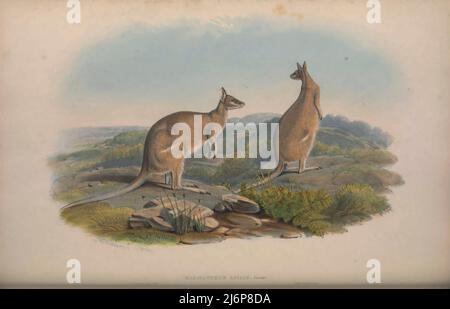 Das wendige Wallaby (Notamacropus agilis hier als Halmaturus agilis), auch als Sandwallaby bekannt, ist eine Wallaby-Art, die in Nordaustralien und Neuguinea vorkommt. Es ist das häufigste Wallaby in Nordaustralien. Das wendige Wallaby ist sandig und wird unten blasser. Es ist manchmal einsam und zu anderen Zeiten gesellig und grast auf Gräsern und anderen Pflanzen. Das agile Wallaby gilt nicht als bedroht. Natural History Artwork aus dem Buch "The Mammals of Australia" von John Gould, 1804-1881 Erscheinungsdatum 1863 Verlag London, gedruckt von Taylor und Francis, Pub. Vom Autor Stockfoto