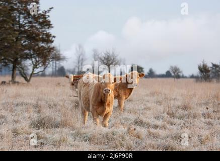 Limousin-Rinder, die an einem kalten, knusprigen Tag in Kanada auf einem Farmfeld stehen Stockfoto