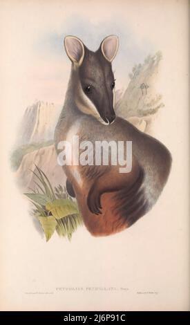 Das Zwergschwanzwallaby oder kleinohrige Felswallaby (Petrogale penicillata) ist eine Art Wallaby, eine von mehreren Felswallabys der Gattung Petrogale. Sie bewohnt Felshaufen und Klippenlinien entlang der Great Dividing Range von etwa 100 km nordwestlich von Brisbane bis nach Nord-Victoria, in einer Vegetation, die vom Regenwald bis zum trockenen Sklerophyl-Wald reicht. Die Populationen sind im Süden und Westen des Landes stark zurückgegangen, aber sie sind in den nördlichen Gebieten von New South Wales und im südlichen Queensland nach wie vor häufig. Naturhistorisches Kunstwerk aus dem Buch „The Mammals of Australia“ von John Gould, 1804-18 Stockfoto