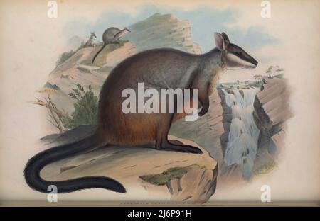 Das Zwergschwanzwallaby oder kleinohrige Felswallaby (Petrogale penicillata) ist eine Art Wallaby, eine von mehreren Felswallabys der Gattung Petrogale. Sie bewohnt Felshaufen und Klippenlinien entlang der Great Dividing Range von etwa 100 km nordwestlich von Brisbane bis nach Nord-Victoria, in einer Vegetation, die vom Regenwald bis zum trockenen Sklerophyl-Wald reicht. Die Populationen sind im Süden und Westen des Landes stark zurückgegangen, aber sie sind in den nördlichen Gebieten von New South Wales und im südlichen Queensland nach wie vor häufig. Naturhistorisches Kunstwerk aus dem Buch „The Mammals of Australia“ von John Gould, 1804-18 Stockfoto