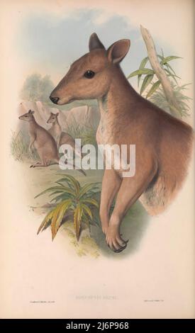 Das dunkle Pademelon oder das dunkle Wallaby (Thylogale brunii) [hier als Filander (Dorcopsis bruni)] ist eine Art von Beuteltier aus der Familie Macropodidae. Es ist in den Aru und Kai Inseln und der Trans-Fly Savanne und Grasland Ökoregion von Neuguinea gefunden. Seine natürlichen Lebensräume sind subtropische oder tropische Trockenwälder, trockene Savanne, subtropische oder tropische trockene Shrubland und subtropische oder tropische trockene Tiefland-Grasland. Es ist durch den Verlust von Lebensräumen bedroht Naturhistorisches Kunstwerk aus dem Buch "The Mammals of Australia" von John Gould, 1804-1881 Erscheinungsdatum 1863 Verlag London, gedruckt von Taylor Stockfoto