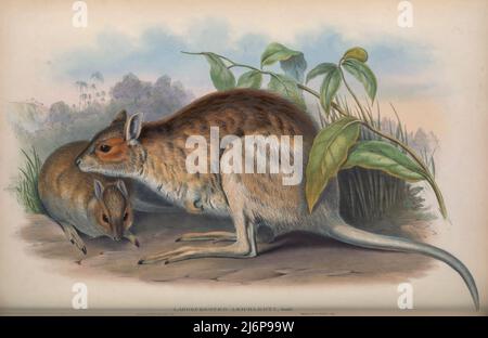 Das spektakuläre Hasen-Wallaby (Lagorchestes consumillatus) [hier als Leichardts Hase-Kangaroo (Lagorchestes Leichardti)] ist eine in Australien und Neuguinea vorgefundene Makropodenart. In Australien ist eine kleine Unterbevölkerung auf Barrow Island zu finden, während die Art des Festlandes, wenn auch rückläufig, in den nördlichen Regionen des Landes verbreitet ist.Naturhistorische Kunstwerke aus dem Buch „The Mammals of Australia“ von John Gould, 1804-1881 Erscheinungsdatum 1863 Herausgeber/Verlag London, Gedruckt von Taylor und Francis, Pub. Des Autors Band 2 (1863) Stockfoto