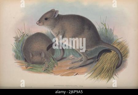 Der Wollie- oder Pinselschwanzbettong (Bettongia penicillata) [hier als Jerboa-Kangaroo] ist ein äußerst seltenes, kleines Beuteltier, das zur Gattung Bettongia gehört und in Australien endemisch ist. Es gibt zwei Unterarten: B. p. ogilbyi und die jetzt ausgestorbene B. p. penicillata. Natural History Artwork aus dem Buch "The Mammals of Australia" von John Gould, 1804-1881 Erscheinungsdatum 1863 Verlag London, gedruckt von Taylor und Francis, Pub. Vom Autor Band 2 (1863) Stockfoto