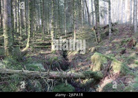 Gefallene Baumstämme in einem Wald Stockfoto