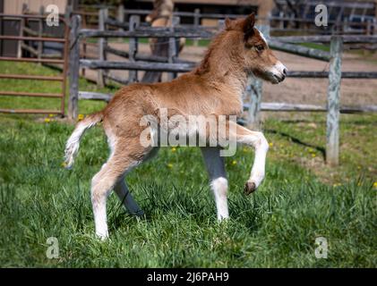 Neugeborenes isländisches Pferd colt spielt auf der Weide Stockfoto