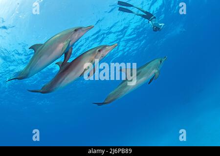 Schnorcheltauchen mit atlantischen Delfinen (Stenella frontalis), Grand Bahama, Bahamas, Karibik Stockfoto