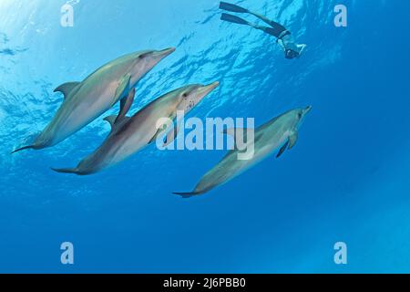 Schnorchler beim Schwimmen mit dem atlantisch gefleckten Delfin (Stenella frontalis), Grand Bahama, Bahamas, Karibik Stockfoto