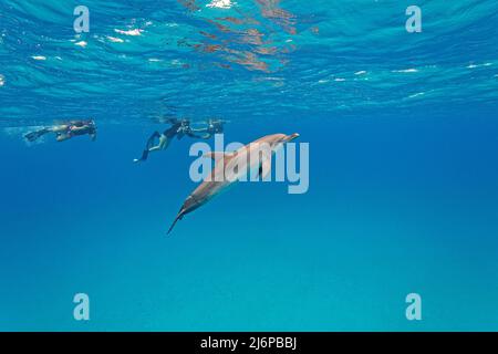 Schnorchler, die mit dem atlantisch gefleckten Delfin (Stenella frontalis), Grand Bahama, Bahamas, Karibik schwimmen Stockfoto