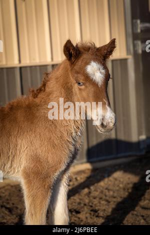 Neugeborenes isländisches Pferd colt Stockfoto