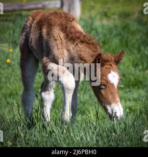 Neugeborenes isländisches Pferd colt bei der Erkundung der Weide Stockfoto