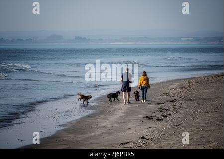 Die Rückansicht eines Paares, das an einem hellen Tag mit seinen Hunden an einem einsamen Strand entlang läuft. Stockfoto