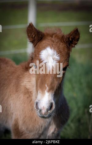 Neugeborenes isländisches Pferd colt Stockfoto