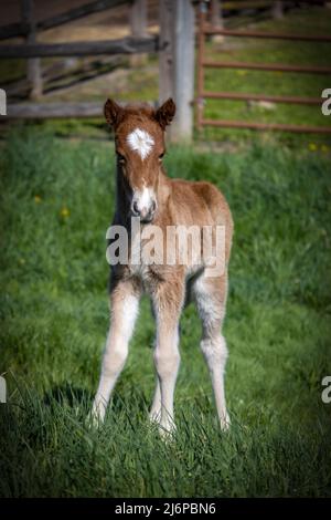 Neugeborenes isländisches Pferd colt Stockfoto