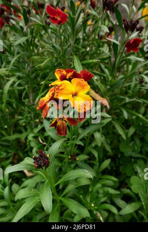 Erysimum cheiri farbenfrohe Blumen Stockfoto