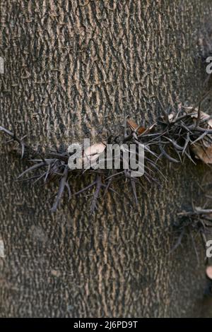 Gleditsia triacanthos Stamm aus nächster Nähe Stockfoto