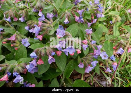 Blühende Pulmonaria officinalis Stockfoto