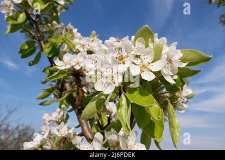 Pyrus Communis in voller Blüte Stockfoto