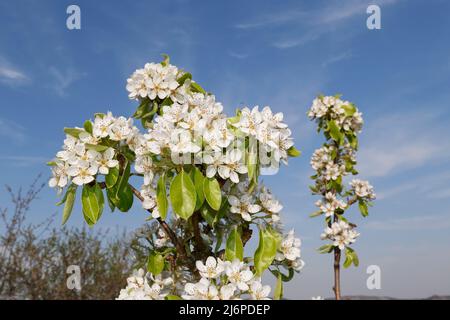 Pyrus Communis in voller Blüte Stockfoto