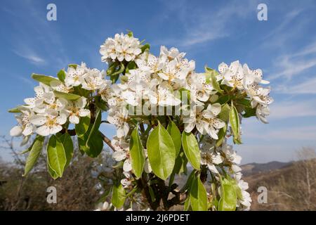 Pyrus Communis in voller Blüte Stockfoto