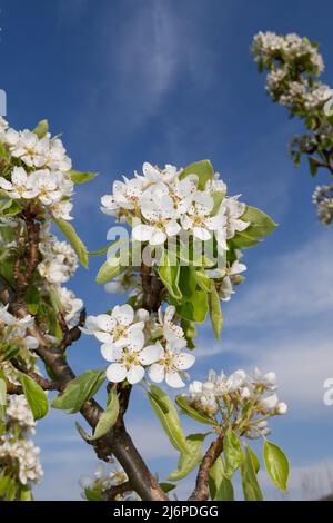 Pyrus Communis in voller Blüte Stockfoto