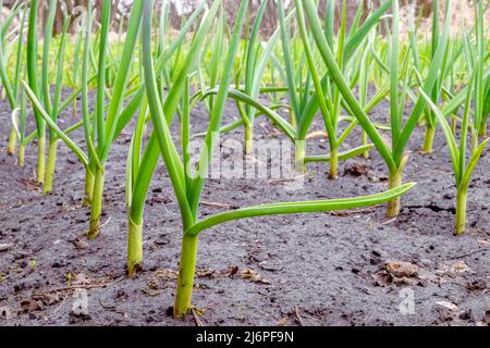 Knoblauch. Junge Pflanzen in einer Reihe in einem Bett auf einem Gehöft Grundstück im frühen Frühjahr. Stockfoto