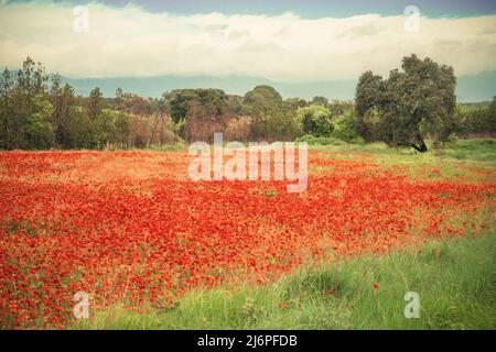 Schönes Feld von roten Mohnblumen in einer ländlichen Wiese Stockfoto