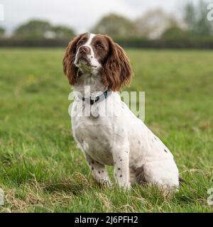 English Springer Spaniel Stockfoto